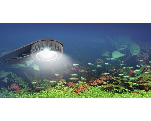 Aquariumleuchte über einem Aquarium mit Fischen und Pflanzen