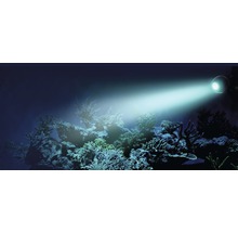 Aquarium mit Korallen beleuchtet durch eine Aquariumleuchte