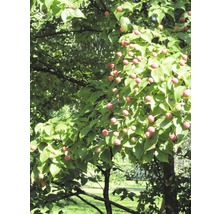 Blütenhartriegelbaum mit Blättern und Früchten