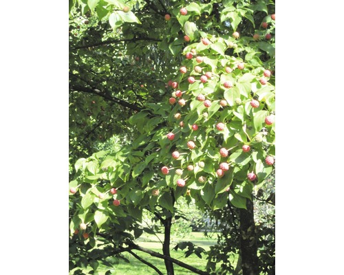 Blütenhartriegelbaum mit Blättern und Früchten