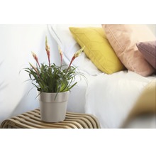 Guzmania Pflanze im Topf auf einem Beistelltisch neben einem Bett mit Kissen