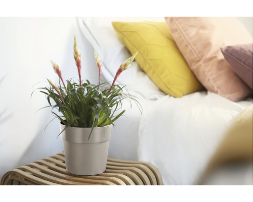 Guzmania Pflanze im Topf auf einem Beistelltisch neben einem Bett mit Kissen
