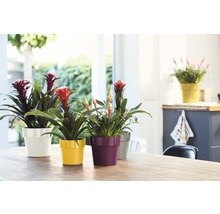 Verschiedene Bromelien in Töpfen auf einem Tisch in einem hellen Raum