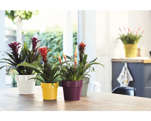Verschiedene Bromelien in Töpfen auf einem Tisch in einem hellen Raum