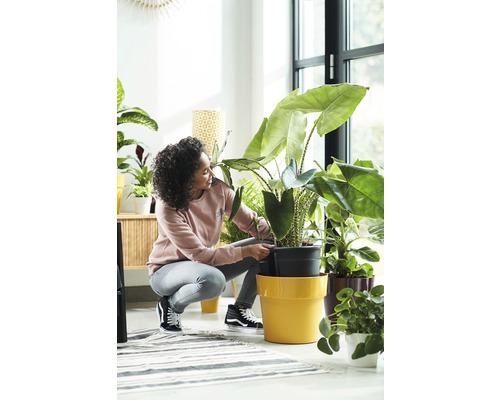 Frau pflanzt Zimmerpflanze in einen Blumentopf in einem hellen Raum.