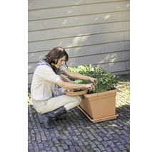 Frau erntet Kräuter aus einem Pflanzkasten im Garten