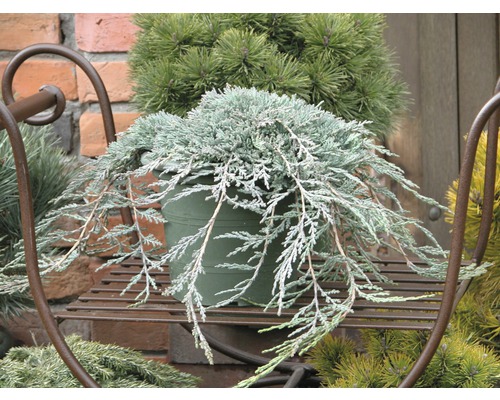 Blauer Kriechwacholder Juniperus horizontalis 'Icee Blue' H 30-40 cm Co 3,7 L Zypresse in einem Topf auf einem Pflanzenständer