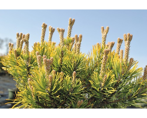 Detailaufnahme einer Gold-Kiefer im Garten.