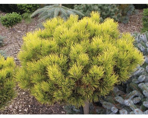 Gelbe Zwergkiefer im Garten.