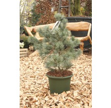 Mädchenkiefer Pinus parviflora 'Negishi' H 30-40 cm Co 6 L-thumb-2