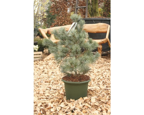 Kiefer im Topf für den Außenbereich