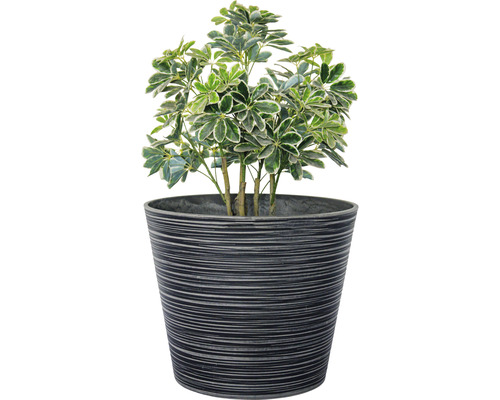 Zimmerpflanze Schefflera im Topf