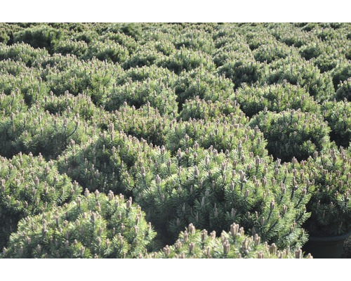 Viele kleine Bergkiefern im Feld