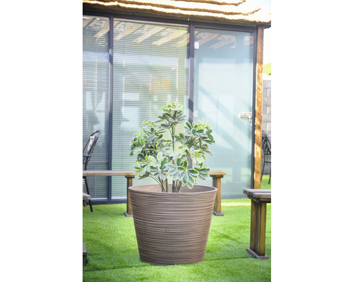 Pflanze in strukturiertem Pflanzgefäß auf Rasen