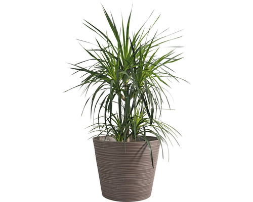 Drachenbaum in einem Topf