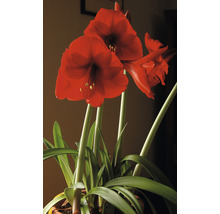 Amaryllis Pflanze mit roten Blüten im Topf