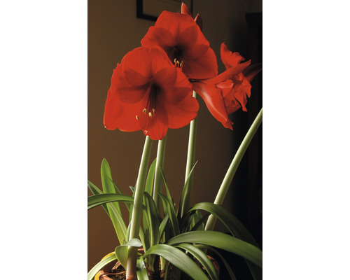 Amaryllis Pflanze mit roten Blüten im Topf