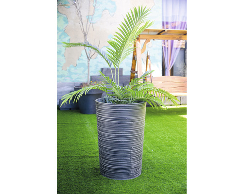 Zimmerpflanze in grauem Pflanzgefäß auf Rasen