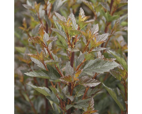 Blasenspiere FloraSelf Physocarpus opulifolius 'Little Devil' H 40-50 cm Co 4 L Blasenstrauch mit Blättern