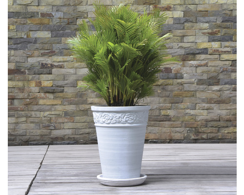 Zimmerpflanze in einem Topf mit Rosenmuster