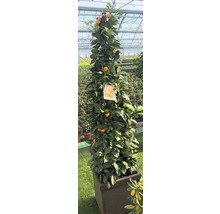 Kumquatbaum im Topf mit Früchten und grünen Blättern