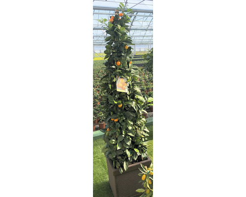 Kumquatbaum im Topf mit Früchten und grünen Blättern