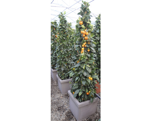 Mehrere Mandarinenbäumchen in Töpfen