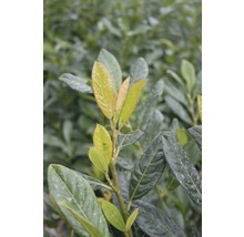 Kirschlorbeer, Lorbeerkirsche FloraSelf Prunus laurocerasus 'Diana' H 60-80 cm Co 5 L