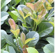Kirschlorbeer, Lorbeerkirsche FloraSelf Prunus laurocerasus 'Diana' H 60-80 cm Co 5 L