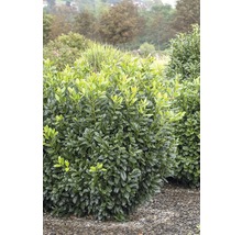 Kirschlorbeer, Lorbeerkirsche FloraSelf Prunus laurocerasus 'Diana' H 60-80 cm Co 5 L