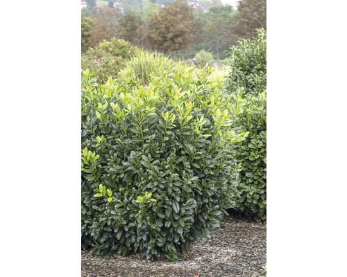 Kirschlorbeer, Lorbeerkirsche FloraSelf Prunus laurocerasus 'Diana' H 60-80 cm Co 5 L