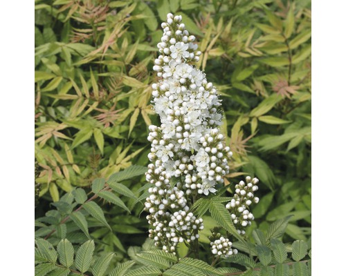 Blütenstand einer Spierstrauch Pflanze