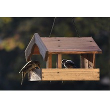 Holzvogelhaus mit zwei Vögeln