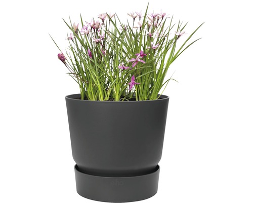 Blumentopf mit Pflanze