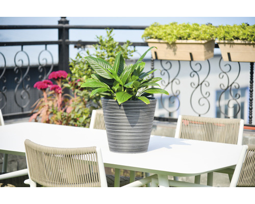 Arrangement mit Tisch, Stühlen und Topfpflanze im Freien