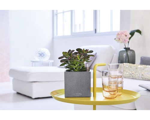 Zimmer mit Sukkulente in einem grauen Pflanzgefäß auf einem gelben Tisch