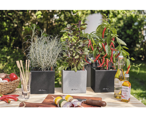 Drei Kräutertöpfe mit Rosmarin, Basilikum und Chili auf einem Holztisch im Garten