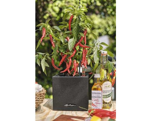 Chilipflanze in einem dunklen Topf mit Chili-Ölflaschen auf einem Tisch