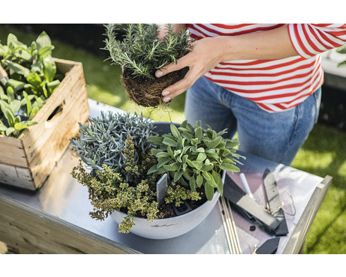 Frau pflanzt Kräuter in einen Topf auf einem Gartentisch, neben einer Holzkiste mit Kräutern