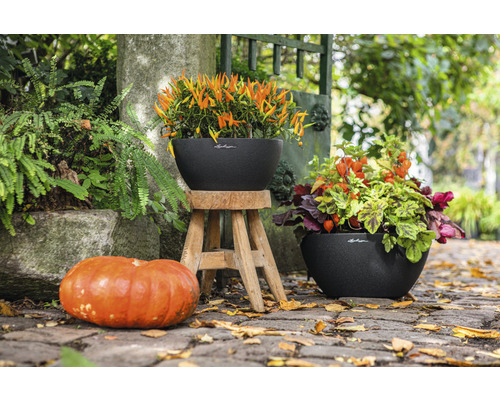 Szene mit zwei Pflanzgefäßen, bepflanzt mit Herbstblumen und einer Kürbisdekoration im Freien