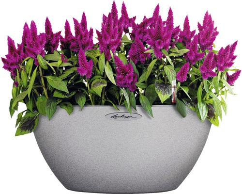 Celosia-Blumen in einem Pflanzgefäß