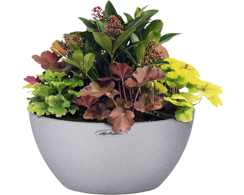 Bepflanzter Blumentopf mit verschiedenen Pflanzenarten