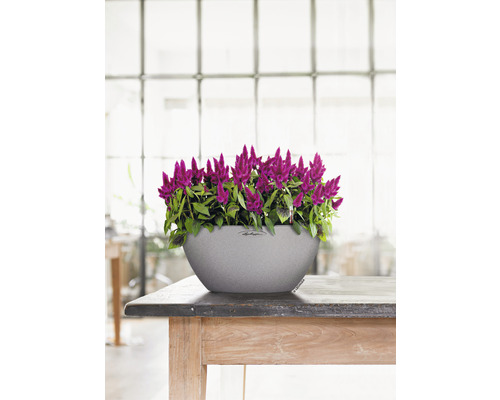 Celosia-Pflanze in einem Blumentopf auf einem Holztisch