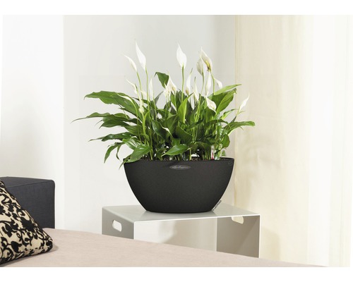 Friedenslilie in einem Pflanzgefäß