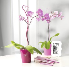 Orchideenstab Soendgen herzform 55 cm, brombeer-thumb-1