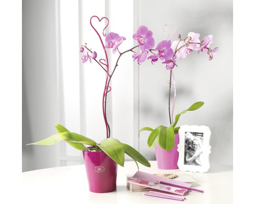 Zwei Phalaenopsis Orchideen in Töpfen mit herzförmigen Pflanzensteckern
