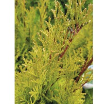 Lebensbaum FloraSelf Thuja occidentalis 'Golden Smaragd' H 40-60 cm Co 3 L-thumb-3