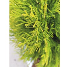 Lebensbaum FloraSelf Thuja occidentalis 'Golden Smaragd' H 40-60 cm Co 3 L-thumb-2