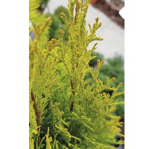 Lebensbaum FloraSelf Thuja occidentalis 'Golden Smaragd' H 40-60 cm Co 3 L-thumb-5