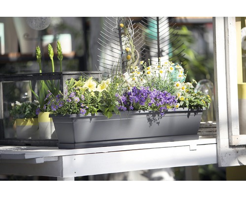 Blumenkasten mit verschiedenen blühenden Pflanzen auf einem Tisch